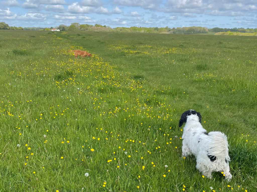 Dog crossing green field
