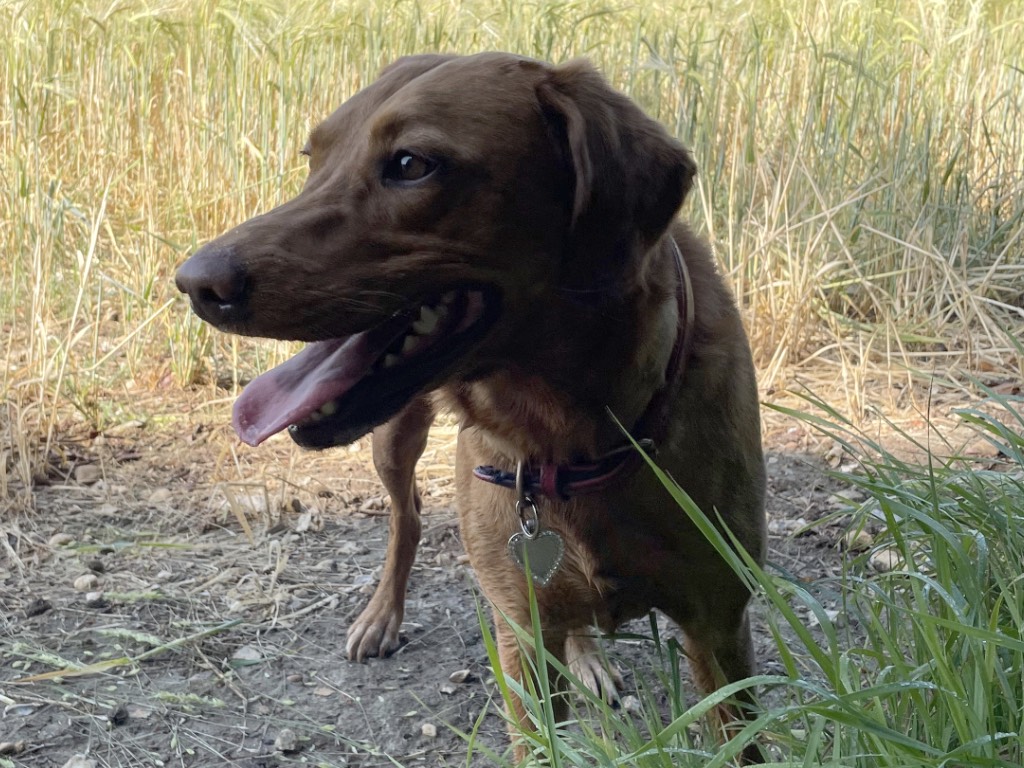 black dog looking left 