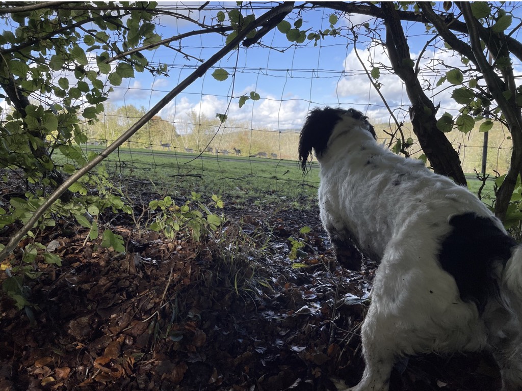 Dog looking through hedge