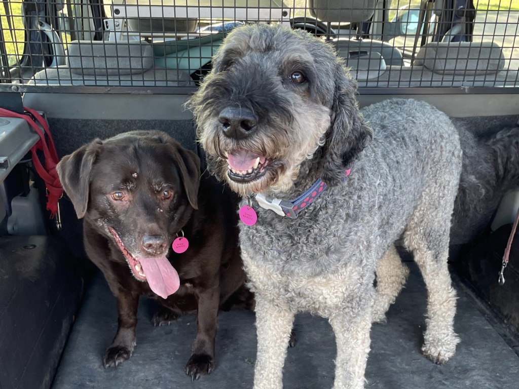 Dogs in dog-walking van