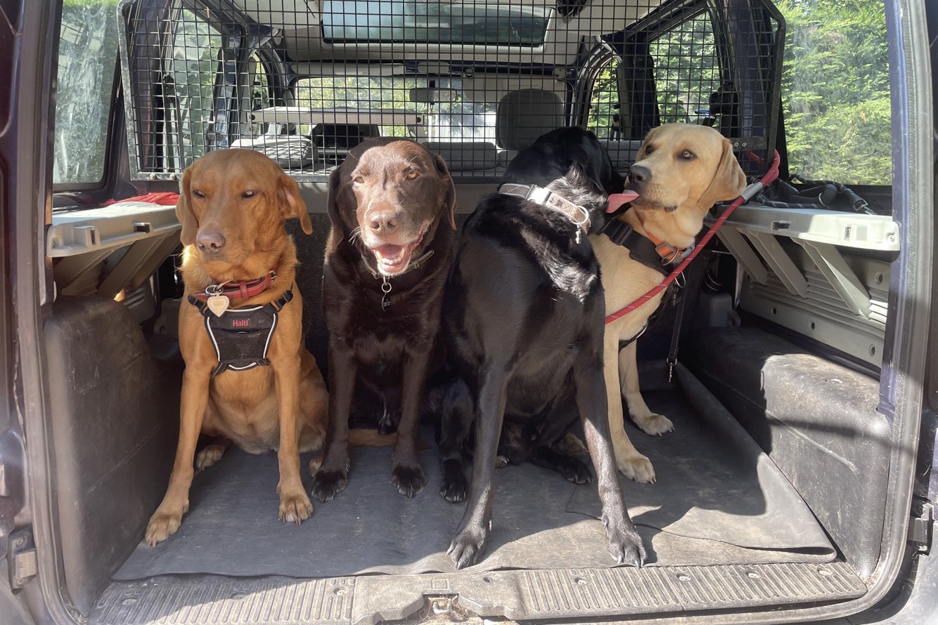 three dogs in back of van