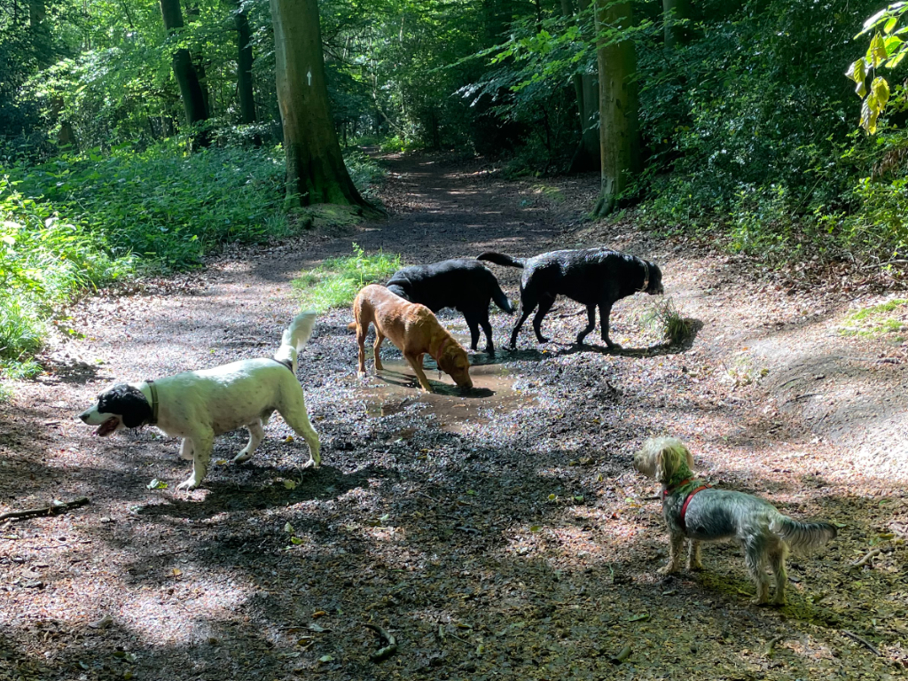 dogs playing in a puddle