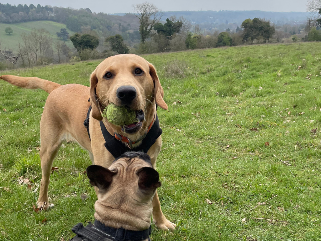 Two dogs playing with a tennis ball