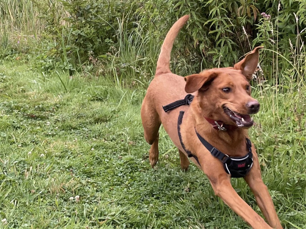 Lively dog racing through field