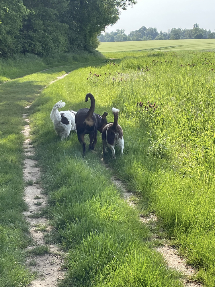 three dogs walking along edge of field